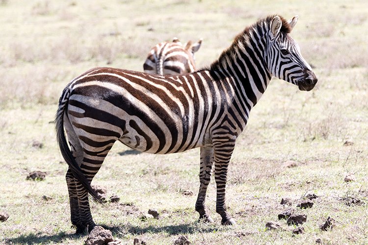 TZA ARU Ngorongoro 2016DEC23 048